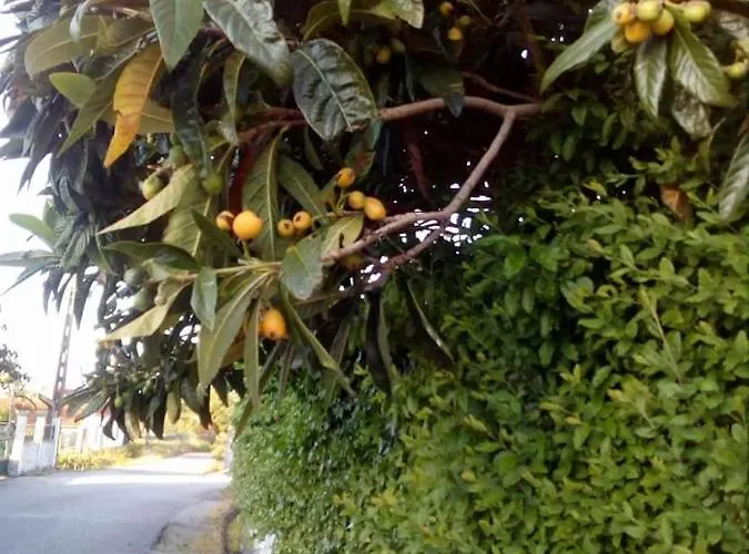 Casa Da Nespereira- Lugar Acolhedor Rodeado De Natureza Pansiyon Soure